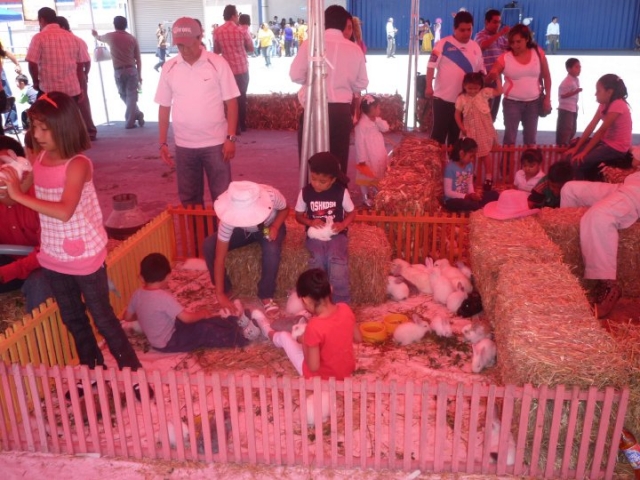 Diversion con los animalitos